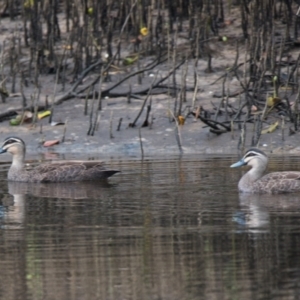 Anas superciliosa at Brunswick Heads, NSW - 2 Nov 2023