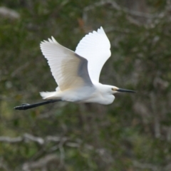 Egretta garzetta (Little Egret) at Brunswick Heads, NSW - 2 Nov 2023 by macmad