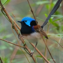 Malurus lamberti (Variegated Fairywren) at Brunswick Heads, NSW - 2 Nov 2023 by macmad