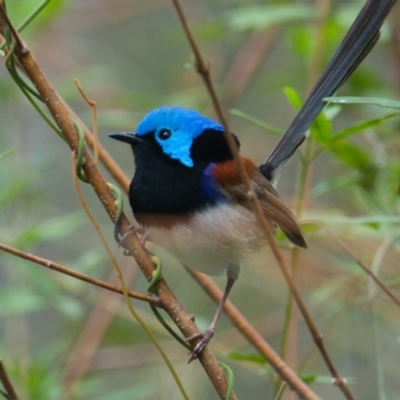 Malurus lamberti (Variegated Fairywren) at Brunswick Heads, NSW - 2 Nov 2023 by macmad