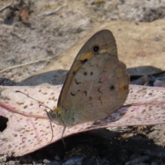 Heteronympha merope (Common Brown Butterfly) at Mount Taylor - 11 Nov 2023 by MatthewFrawley