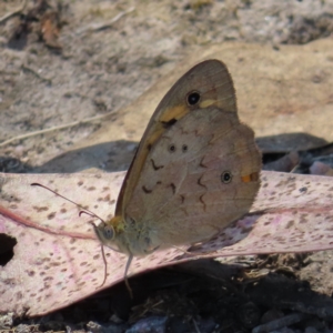 Heteronympha merope at Mount Taylor - 11 Nov 2023 01:17 PM