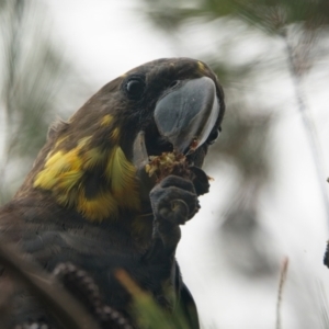 Calyptorhynchus lathami lathami at Brunswick Heads, NSW - 4 Nov 2023