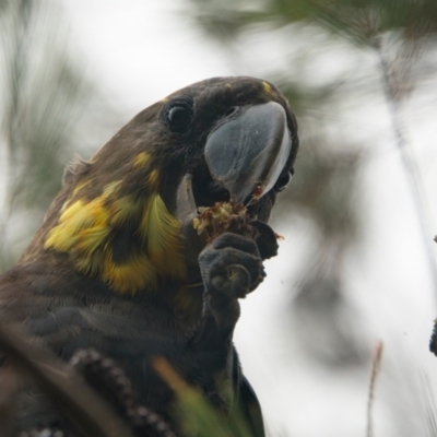 Calyptorhynchus lathami lathami (Glossy Black-Cockatoo) at Brunswick Heads, NSW - 4 Nov 2023 by macmad