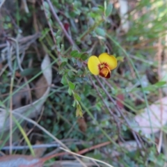 Bossiaea buxifolia (Matted Bossiaea) at Tuggeranong, ACT - 11 Nov 2023 by MatthewFrawley