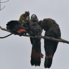 Calyptorhynchus lathami lathami (Glossy Black-Cockatoo) at Brunswick Heads, NSW - 4 Nov 2023 by macmad