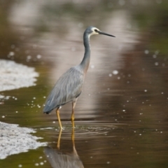 Egretta novaehollandiae (White-faced Heron) at Brunswick Heads, NSW - 3 Nov 2023 by macmad