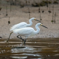 Egretta garzetta (Little Egret) at Brunswick Heads, NSW - 3 Nov 2023 by macmad