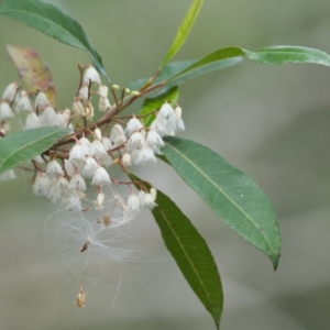 Elaeocarpus reticulatus at Brunswick Heads, NSW - 4 Nov 2023