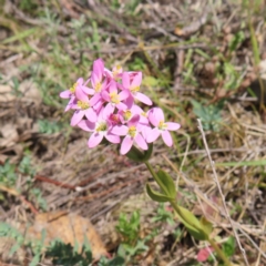 Centaurium sp. (Centaury) at Tuggeranong, ACT - 11 Nov 2023 by MatthewFrawley