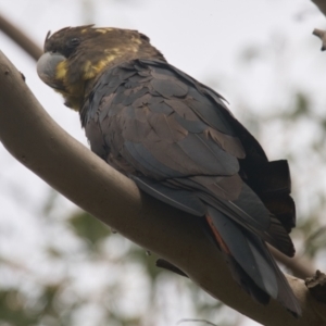 Calyptorhynchus lathami lathami at Brunswick Heads, NSW - 4 Nov 2023