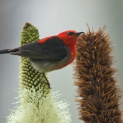 Myzomela sanguinolenta (Scarlet Honeyeater) at Brunswick Heads, NSW - 4 Nov 2023 by macmad