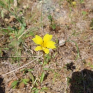 Goodenia pinnatifida at Mount Taylor - 11 Nov 2023