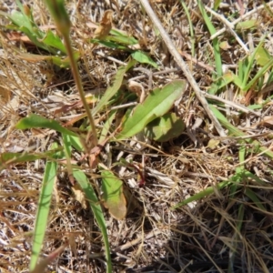 Goodenia pinnatifida at Mount Taylor - 11 Nov 2023