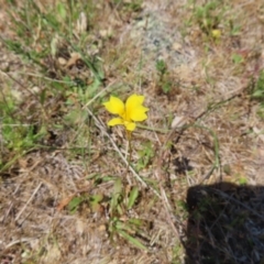 Goodenia pinnatifida at Mount Taylor - 11 Nov 2023