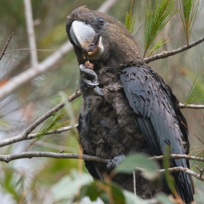 Calyptorhynchus lathami lathami (Glossy Black-Cockatoo) at Brunswick Heads, NSW - 4 Nov 2023 by macmad