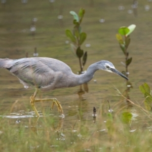 Egretta novaehollandiae at Brunswick Heads, NSW - 4 Nov 2023 04:34 PM