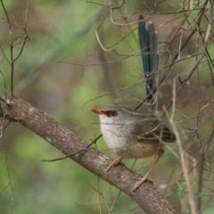 Malurus lamberti (Variegated Fairywren) at Brunswick Heads, NSW - 4 Nov 2023 by macmad