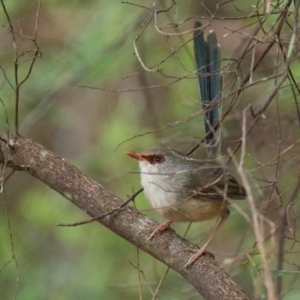 Malurus lamberti at Brunswick Heads, NSW - 4 Nov 2023 05:03 PM