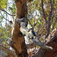 Todiramphus sanctus (Sacred Kingfisher) at The Pinnacle - 11 Nov 2023 by NathanaelC