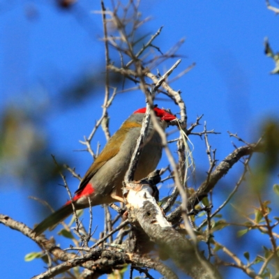 Neochmia temporalis (Red-browed Finch) at The Pinnacle - 11 Nov 2023 by NathanaelC