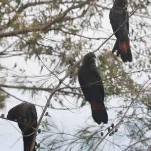 Calyptorhynchus lathami lathami at Brunswick Heads, NSW - suppressed