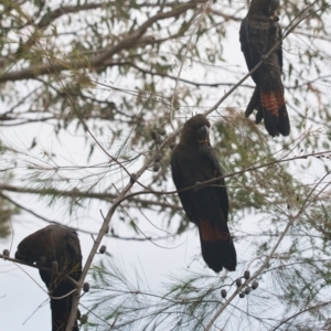 Calyptorhynchus lathami lathami at Brunswick Heads, NSW - 4 Nov 2023