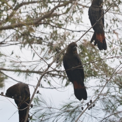 Calyptorhynchus lathami (Glossy Black-Cockatoo) at Brunswick Heads, NSW - 4 Nov 2023 by macmad