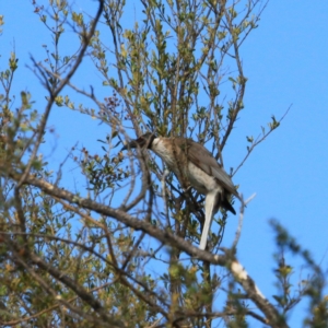 Philemon corniculatus at The Pinnacle - 12 Nov 2023 08:39 AM