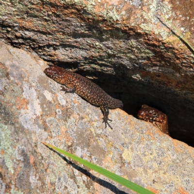Egernia cunninghami (Cunningham's Skink) at The Pinnacle - 11 Nov 2023 by NathanaelC