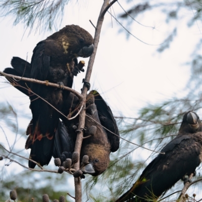 Calyptorhynchus lathami lathami (Glossy Black-Cockatoo) at Brunswick Heads, NSW - 4 Nov 2023 by macmad