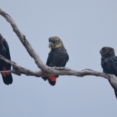 Calyptorhynchus lathami lathami (Glossy Black-Cockatoo) at Brunswick Heads, NSW - 4 Nov 2023 by macmad