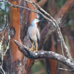 Egretta novaehollandiae (White-faced Heron) at Brunswick Heads, NSW - 6 Nov 2023 by macmad