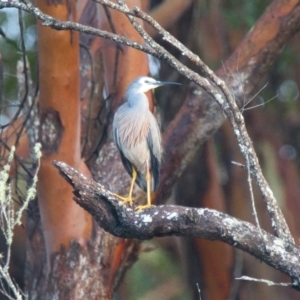 Egretta novaehollandiae at Brunswick Heads, NSW - 6 Nov 2023 06:56 AM