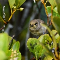 Lichmera indistincta (Brown Honeyeater) at Brunswick Heads, NSW - 6 Nov 2023 by macmad