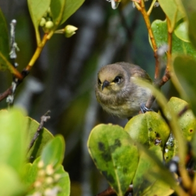 Lichmera indistincta (Brown Honeyeater) at Brunswick Heads, NSW - 6 Nov 2023 by macmad