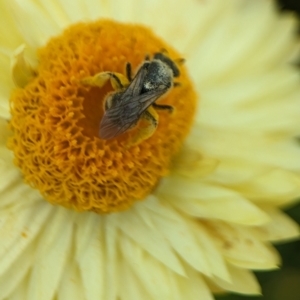 Lasioglossum (Chilalictus) sp. (genus & subgenus) at Holder, ACT - 12 Nov 2023 12:27 PM