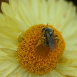 Lasioglossum (Chilalictus) sp. (genus & subgenus) at Holder, ACT - 12 Nov 2023