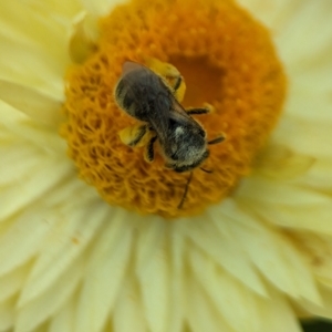 Lasioglossum (Chilalictus) sp. (genus & subgenus) at Holder, ACT - 12 Nov 2023