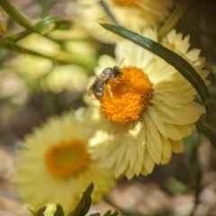 Lasioglossum (Chilalictus) sp. (genus & subgenus) at Holder, ACT - 12 Nov 2023 12:27 PM