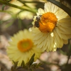 Lasioglossum (Chilalictus) sp. (genus & subgenus) at Holder, ACT - 12 Nov 2023 12:27 PM