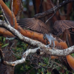 Pandion haliaetus at Brunswick Heads, NSW - suppressed