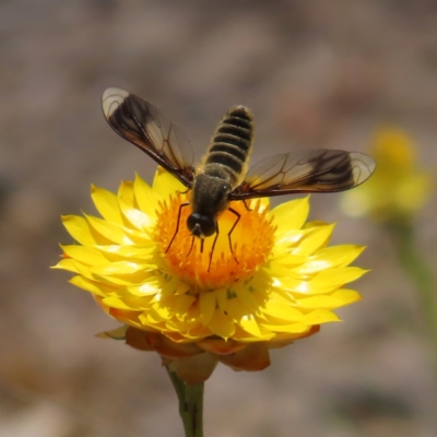 Comptosia stria (A bee fly) at Tuggeranong, ACT - 11 Nov 2023 by MatthewFrawley