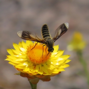 Comptosia stria at Mount Taylor - 11 Nov 2023 01:02 PM