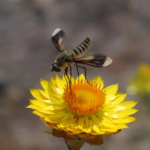 Comptosia stria at Mount Taylor - 11 Nov 2023 01:02 PM