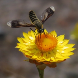 Comptosia stria at Mount Taylor - 11 Nov 2023 01:02 PM