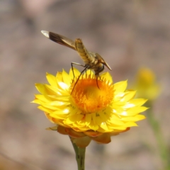 Comptosia stria at Mount Taylor - 11 Nov 2023 01:02 PM