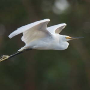 Egretta garzetta at Brunswick Heads, NSW - 6 Nov 2023 07:15 AM