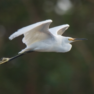 Egretta garzetta (Little Egret) at Brunswick Heads, NSW - 6 Nov 2023 by macmad