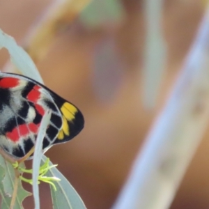 Delias harpalyce at Mount Ainslie - 12 Nov 2023 11:12 AM